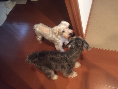 ブリーダーが育てた成犬と暮らそう